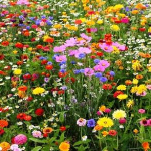 fleurs.jpg