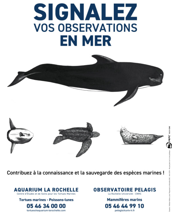 Participez au recensement de la mégafaune marine