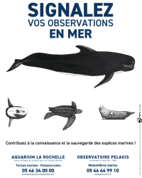 Participez au recensement de la mégafaune marine